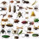 Insecten, insecticiden en ander ongedierte